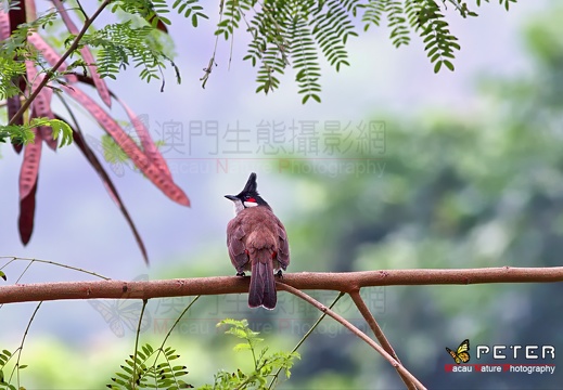 雀形目